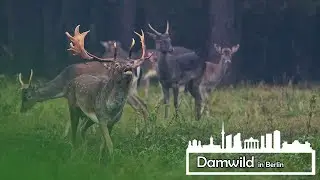 Die Brunft des Damwildes