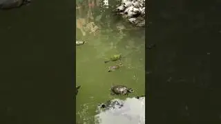 A turtle pond in the National Garden of Athens, Greece#shorts #nature #travel #turtle #tourism