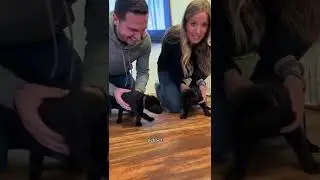 4-week-old puppy race featuring @EllieGoldenLife! #furtheloveofveterans