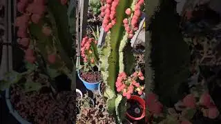 EUPHORBIA #shorts #cactus #euphorbia