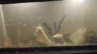 MEUS PANGACIUS DO AQUATANQUE