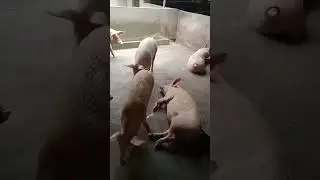 #shvlog#sh#piggy#animals #youtubeshorts #pig #farming #shorts