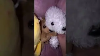 DIKSHIYA THE DOG EATER EATS SASSY SIMON AND SUZY! #dog #sassy #funny #simon #suzy #puppy #cute #fypシ
