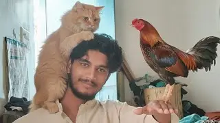 Ghar Hi Ban Gaya Chidiya Ghar 😳🐦 | Daily Life Vlog