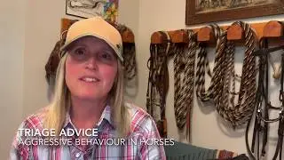 Aggressive Behaviour In Horses