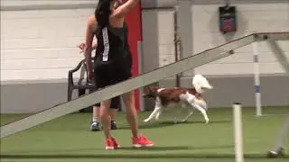 Piwo 26/07/2020 agilitysports &laquo;HALLE 4&raquo; W&uuml;renlingen