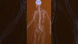 Your Muscles Aren't Tight - Its Your Nervous System