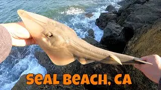 Rays for Days? :D (8 Total Catches) Jetty Fishing in Seal Beach CA!