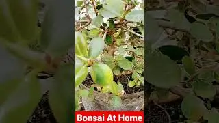 Bonsai At Home #shorts #viral #shortvideo
