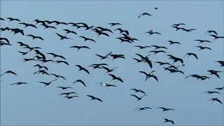 Morito com&uacute;n, Glossy ibis, Plegadis falcinellus en L'Albufera de Valencia