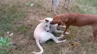 UNEXPECTED Laugh With These Dramatic Streets Dogs 🐕🤣 FUNNIEST Animals Videos 2025 