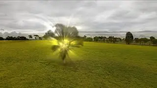 Cape Dandelion Field