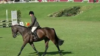 12 Hoy Champion Novice Working Riding Horse