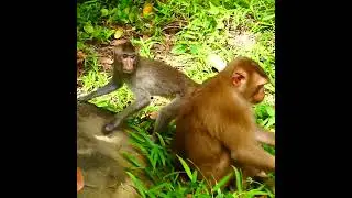 Oh no god ! Liza none stop dragge hurt Lucy monkey Rojo trying help Lucy but monkey Dawn trying prot