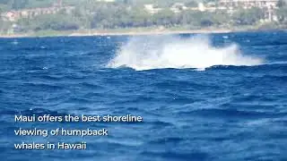 Maui Whale Watching from Shore | North Pacific Humpback Whales