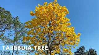 TABEBUIA TREE - YELLOW TRUMPET TREES - BLOOMING YELLOW FLOWERS