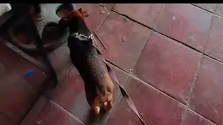 Mini puppy Walking to the Market #chihuahuafanclub #minipuppy #dogbreeds #dog 