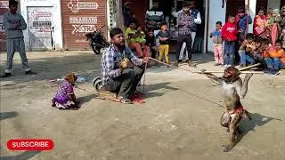 Monkey dance funny video|| जिम करता हुआ बंदर ||लोगों में भगदड़ मचाई||