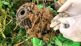 70!! Good action!! Cleaning mud and remove the steel stuck in cow hoof