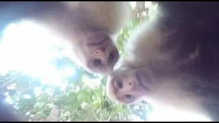 Monkeys Steal GoPro!