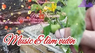 Music & l&agrave;m vườn gi&uacute;p ch&uacute;ng m&igrave;nh thư gi&atilde;n #keu8634 #music #healing #hot