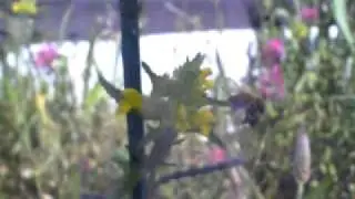 Hayrattle being pollinated by Bombus pratorum