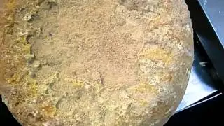 Cheese mites running for their lives