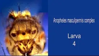 ANOPHELES MACULIPENNIS COMPLEX larva