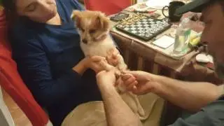 Rat trap glue removed from dumbass dog.