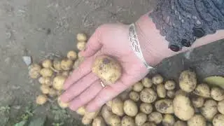 First time grow kita allo#potato #desigarden #ytshorts #plants 