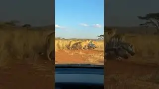 Human in Spiked Armor vs Lions 😳🦁 (This Looks Unreal)