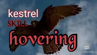 #alapalapsapi #skill kestrel skill hovering