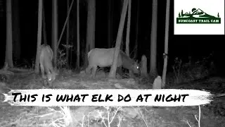 This Is What Elk Do At Night! Deep in the forest, living it up in the darkness. #elk #nightvision