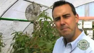 How To Pick An Avocado Tree