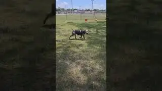Nova The American Bully  Enjoyin Being Leash Free 🐾🐕❤️ #americanbullybreed #bullybreed  #funnydogs