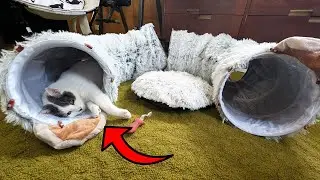 This Cat Tunnel Bed is Bringing the Cats HOURS of Fun!