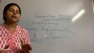 NCERT11 Biology(Transport in plants)
