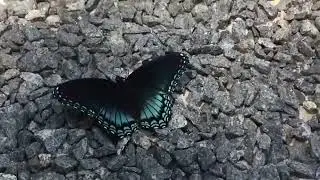 Valata Animals Episode 25 Butterfly