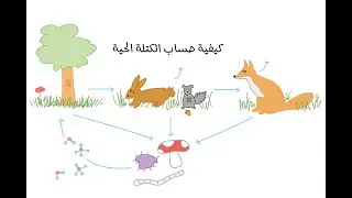 كيفية حساب الكتلة الحية في السلسلة الغذائية