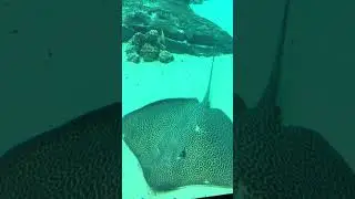 Leon the Leopard Whipray