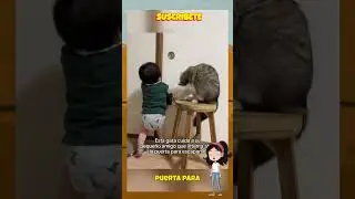 El gato ni&ntilde;era. #parati #viral #tierno #comedia #funny #animals #reels