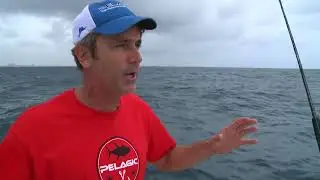 BIRDING THE PALM BEACHES PELAGIC BIRDS