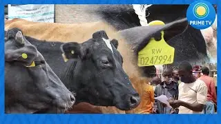 RUHANGO:  Mw’isoko ry’amatungo bacibwa amafaranga y’umurengera ngo bambike inka iherena