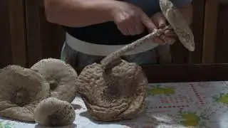 Mazze di tamburo fritte e altri funghi da scoprire