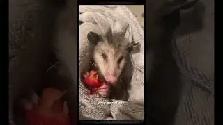 Hero Dog Rescues Injured Opossum A Beautiful Rescue Story #animals #adoptstrays #dog #cats #cat
