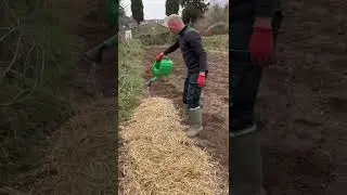 PLANTAR PATATAS CON PAJA