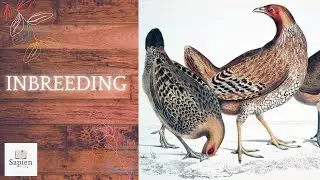 Inbreeding | Biology