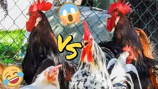 Many Coloured Chicken Baby, Coloured Chicks, Baby Chicken🐔
