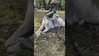WOLF look alike eating a dead fish he found 🫣