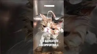 Why don't cats like water? 18 seconds #information  #wildlife  #interesting